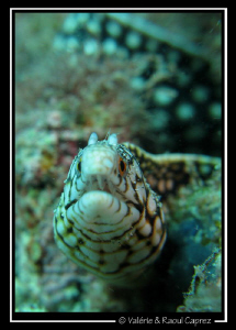 Tail for background (Murenae melanotis) by Raoul Caprez 